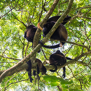 La Selva - Mantled howler monkeys